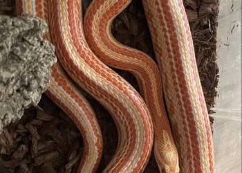Wąż zbożowy (Pantherophis guttatus) samiec