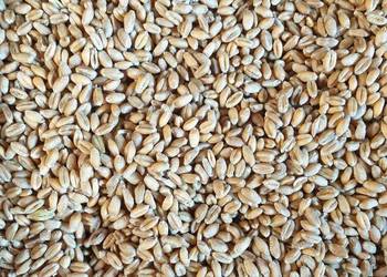 Pszenica "ESSA"ROK PO CENTRALI 2025 Pszenica "ESSA"ROK PO CENTRALI 2025