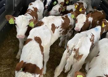 Byczki cielaki mięsne