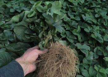 Sadzonki truskawek odmiany Hanoya