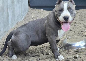 American bully
