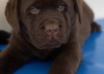 Labrador Retriever czekoladowy FCI ZkwP