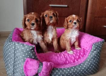 Cavalier King Charles Spaniel /Ruby 2026