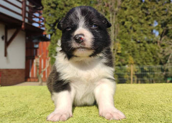 Rasowy Pies Border Collie - TEXAS z pełną dok. z hodowli do rezerwacji