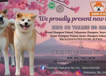 Akita Inu Japońska szczeniaki ZKwP/FCI rodowód
