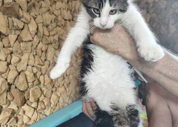 Kocurek Maine coon z rodowodem bardzo dobre zaplecze genetyczne do hodow