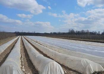 konstrukcja, tunel do szparagi, truskawek, ogórków...