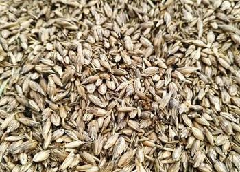 Orkisz ekologiczny certyfikowany BIO