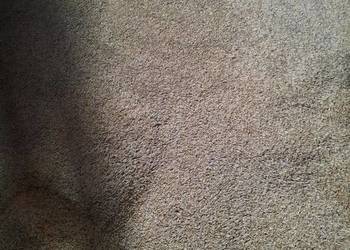 Owies jary ze zbioru 2025