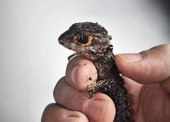 Parka scynków krokodylowych (Tribolonotus gracilis) – wiek około 1,5 roku