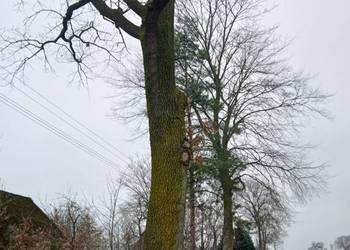 Dąb do samodzielnego ścięcia