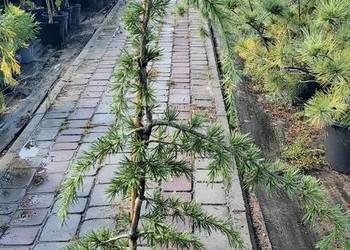 Cedr himalajski Pendula