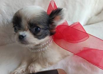 Chihuahua chłopiec samiec xxs dlugowlosy