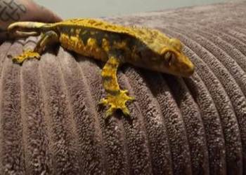 Gekon orzęsiony piękny samiec oswojony