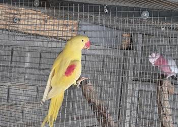 Aleksandretta wielka lutino