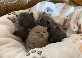 Wyjątkowe kocięta brytyjskie