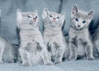 Kocięta Rrosyjskie Niebieskie WCF
