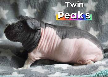 Świnka morska, świnka skinny. Rodowód, Hodowla