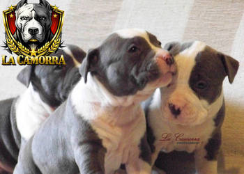 American Staffordshire Terrier BLUE&WHITE