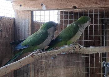 Papugi aleksandretty swiergotki rozelle mnichy