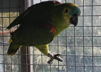 Samica amazonki niebieskoczelnej