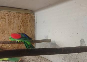 Krasnopiórka czerwonoskrzydła