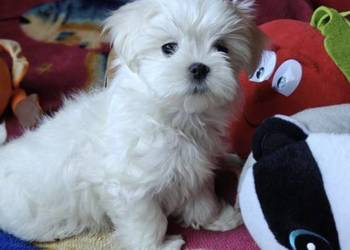 Szczeniak Maltańczyk z rodowodem