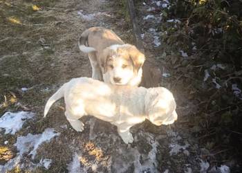 śliczne owczarki środkowoazjatyckie
