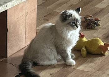 Piękny kocurek Neva Masquerade / syberyjski