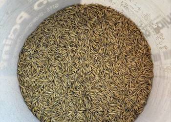 Owies rambo po centrali 2025