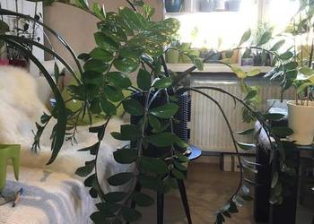 Wielki zamiokulkas z domowej uprawy