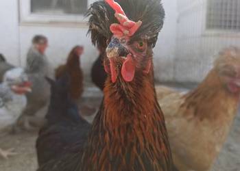 Jaja lęgowe czubatka staropolska