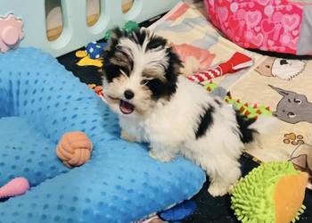 York Biewer - cudeńko z Bajki. Do odbioru.