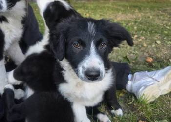 Border Collie szczeniak