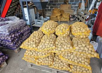 Ziemniaki sadzeniaki Soraya