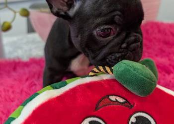 Buldog francuski suczka