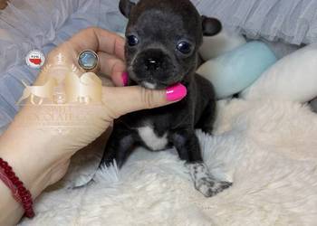 Chihuahua piesek krótkowłosy niebieski Blue badania DNA