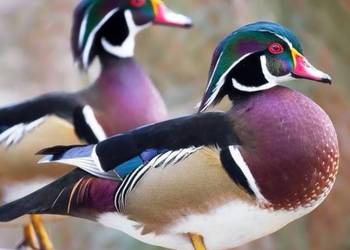 Kaczorek karolinek widoczny na zdjęciu