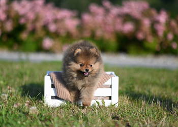 szpic miniaturowy / pomeranian / boo / samiec / fci