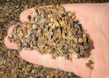 Gryka nie desykowana