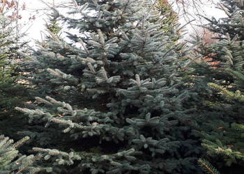 Choinka świerk srebrny 4m