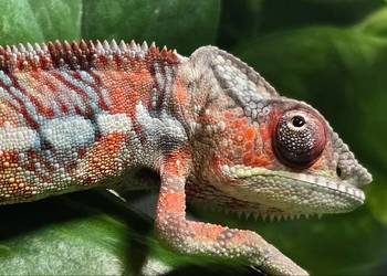 Kameleon lamparci samiec