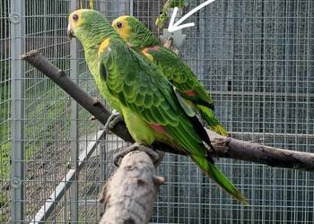 Sprzedam amazonkę niebieskoczelną