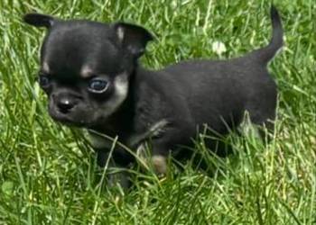 Chihuahua