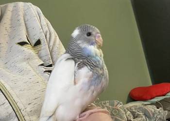 Papuga falista ręcznie  karmiona sprzedam