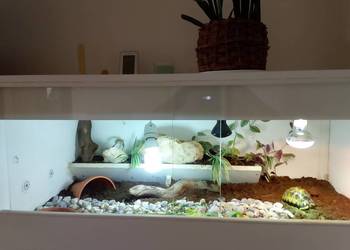 Żółw lądowy promienisty terrarium