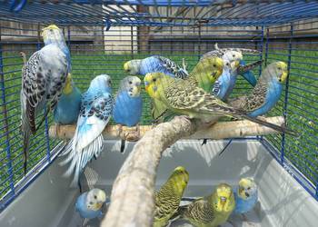 Papugi faliste różne kolory Papugi faliste różne kolory