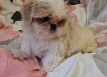 Shih tzu z rodowodem suka rodowód