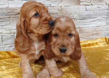 Śliczne Szczenięta Cocker Spaniel Angielski