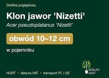 Klon jawor 'Nizetti' obwód 10-12 cm, w pojemniku – HURT
